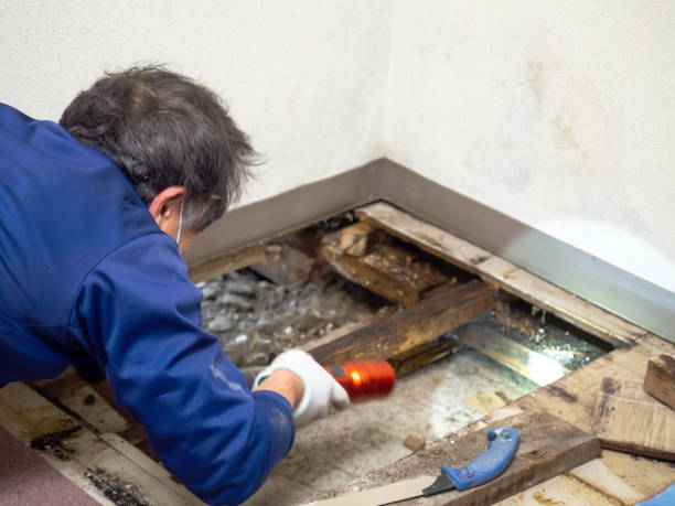 Crawl Space Mold Removal in Unicoi, TN