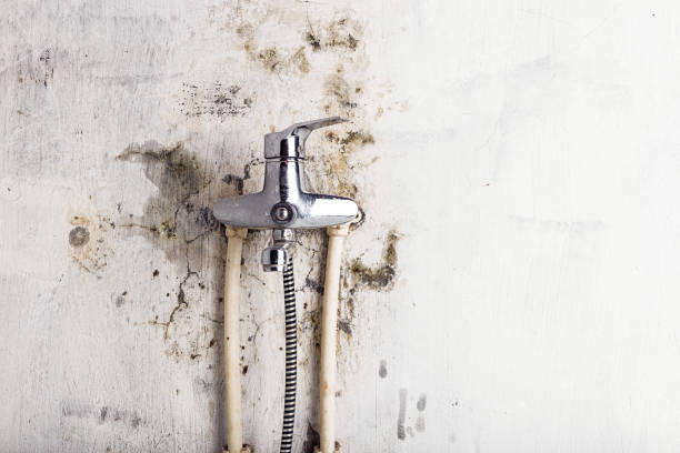 Best Affordable Mold Removal  in Unicoi, TN