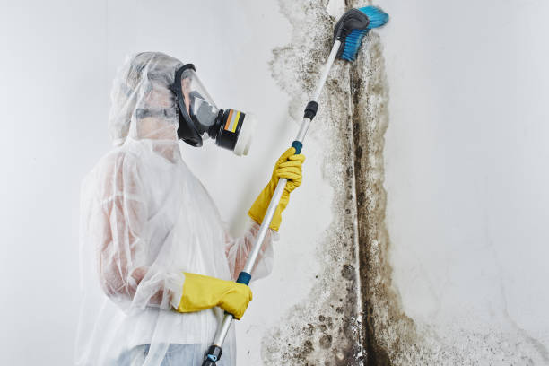 Best Crawl Space Mold Removal  in Unicoi, TN