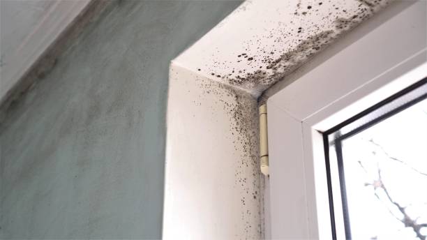 Best Toxic Mold Removal  in Unicoi, TN