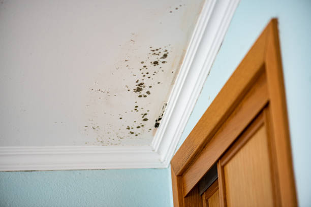 Office Mold Removal Services in Unicoi, TN
