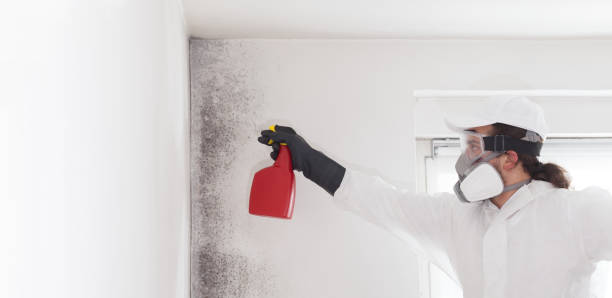 Best Mold Removal Process  in Unicoi, TN