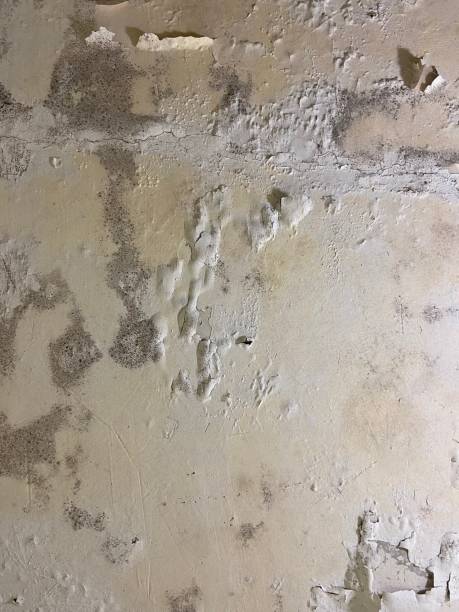 Professional Mold Removal in Unicoi, TN