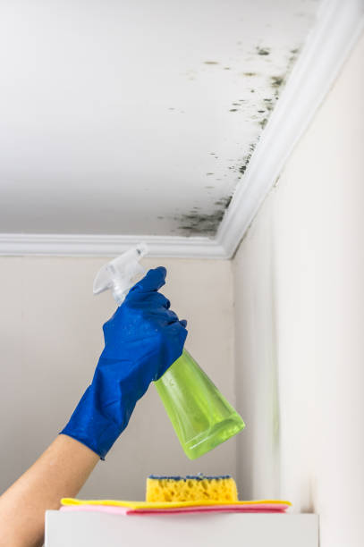 Best Black Mold Removal  in Unicoi, TN